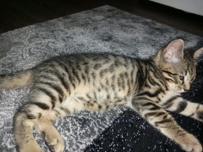 Лот: 8253584. Фото: 1. Бенгальский котенкок. Кошки, котята