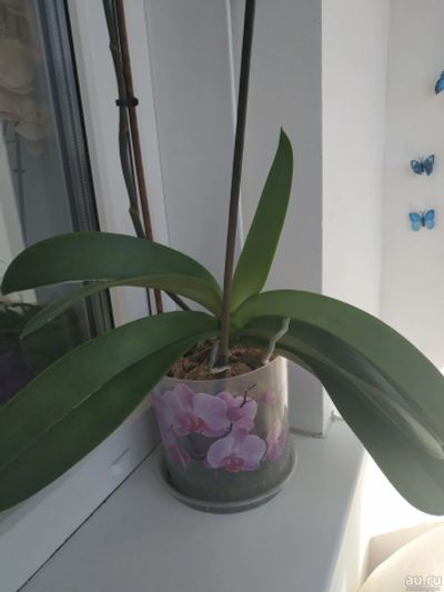 Лот: 16445578. Фото: 1. Орхидея крупная. Горшечные растения и комнатные цветы