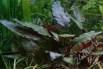 Лот: 827287. Фото: 1. Криптокорина cordata. Водные растения
