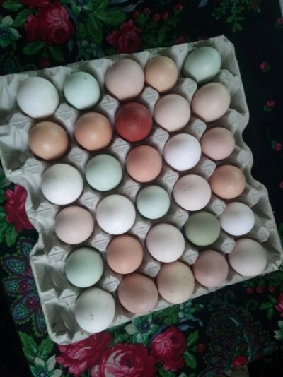 Лот: 13921939. Фото: 1. Куриное домашнее яйцо. Мясо, птица, яйцо
