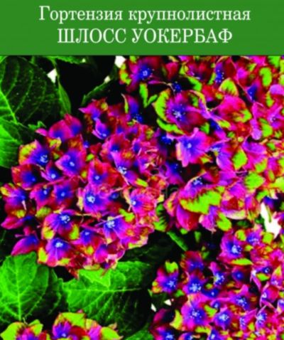 Лот: 15890031. Фото: 1. Гортензия. Декоративные кустарники и деревья