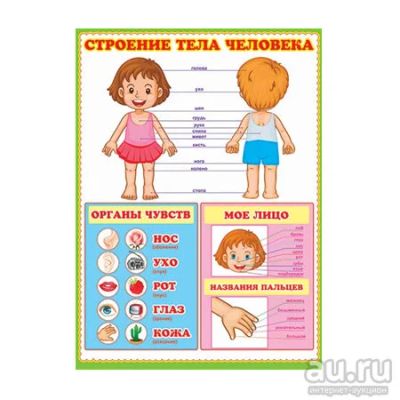 Лот: 8242353. Фото: 1. Большой НОВЫЙ Плакат Строение... Развивающие