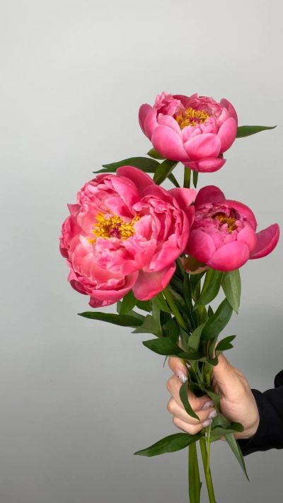 Лот: 25523147. Фото: 1. цветы. Искусственные и сувенирные цветы