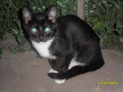 Лот: 5802955. Фото: 1. кот. Кошки, котята