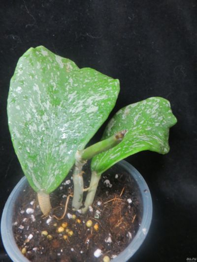 Лот: 13555708. Фото: 1. Хойя Hoya kerrii Silver Splash. Горшечные растения и комнатные цветы