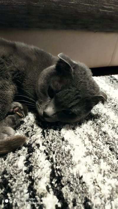 Лот: 16626736. Фото: 1. Кошка. Кошки, котята