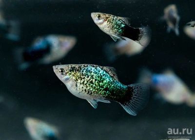 Лот: 15559271. Фото: 1. Пецилия Голубая ситцевая Calico... Рыбки