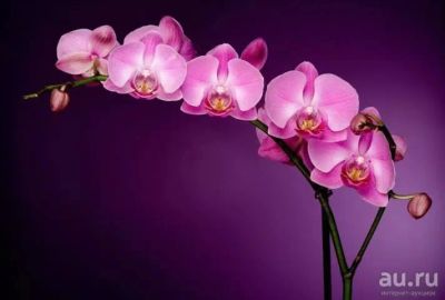 Лот: 13594515. Фото: 1. Орхидеи на мои лоты. Горшечные растения и комнатные цветы