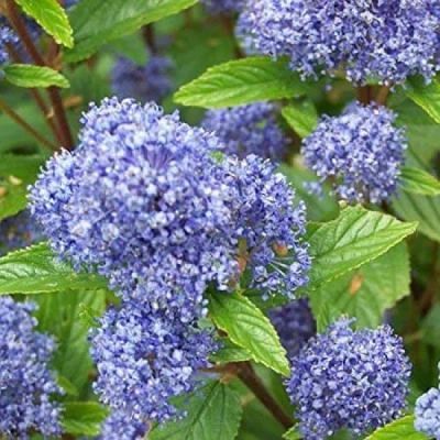 Лот: 12261201. Фото: 1. Цеанотус (Краснокоренник) ceanothus... Декоративные кустарники и деревья