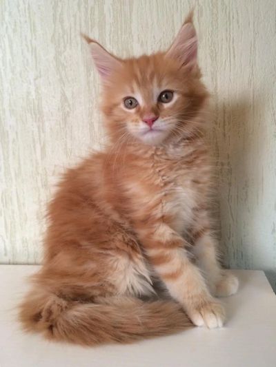 Лот: 7604380. Фото: 1. Котята мейн-кун с родословной... Кошки, котята