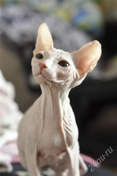 Лот: 2823729. Фото: 1. котята донской сфинкс. Кошки, котята