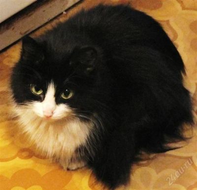 Лот: 807404. Фото: 1. Пушистая красавица Жасмин ищет... Остальные животные