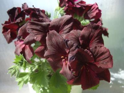 Лот: 4651224. Фото: 1. Пеларгония Королевская тёмно-бордовая-... Горшечные растения и комнатные цветы