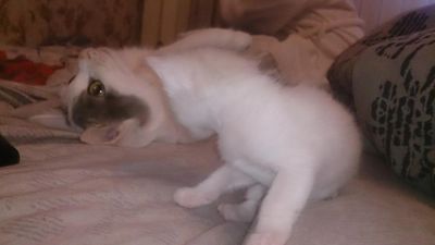 Лот: 5061680. Фото: 1. котята. Кошки, котята