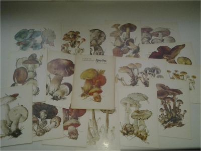Лот: 7788124. Фото: 1. Грибы. Выпуск 2. Комплект из 16... Открытки, конверты