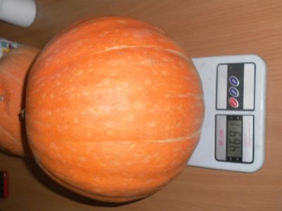 Лот: 3232579. Фото: 1. Тыква из Минусинска 4. Овощи, фрукты, зелень