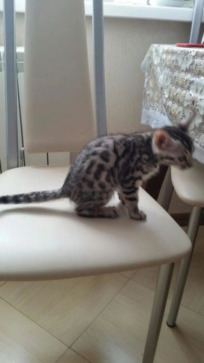 Лот: 9638150. Фото: 1. Продам бенгальскую кошечку(3мес... Кошки, котята