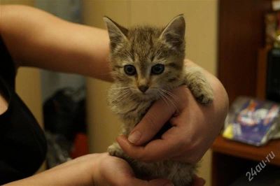 Лот: 2418883. Фото: 1. Отдам котёнка девочку в хорошие... Кошки, котята