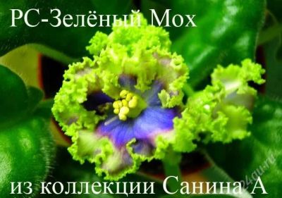 Лот: 1351592. Фото: 1. лист фиалки РС-Зеленый Мох. Горшечные растения и комнатные цветы
