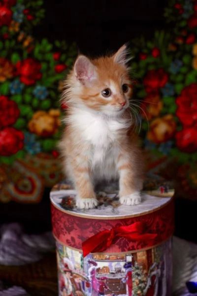 Лот: 6358626. Фото: 1. Рыжий котенок (девочка). Кошки, котята