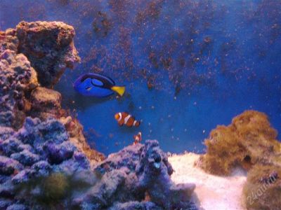 Лот: 2494153. Фото: 1. Морской Аквариум. Аквариумы, террариумы