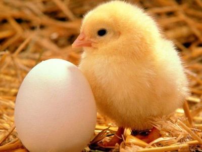 Лот: 1052463. Фото: 1. Деревенское яйцо. Икра, рыба, морепродукты