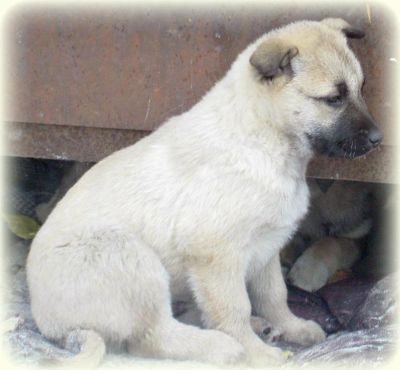 Лот: 3735830. Фото: 1. отдается плюшевый щенок. Собаки, щенки