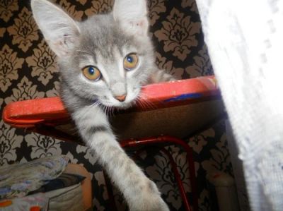 Лот: 2989422. Фото: 1. Котенок. Кошки, котята