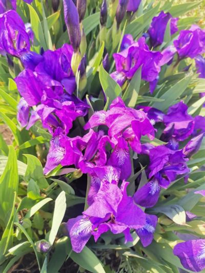 Лот: 20541049. Фото: 1. ирисы фиолетовые низкорослые. Садовые цветы
