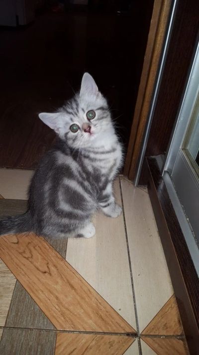 Лот: 14052158. Фото: 1. Продам котят. Кошки, котята