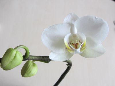 Лот: 11872344. Фото: 1. Орхидея фаленопсис. Горшечные растения и комнатные цветы