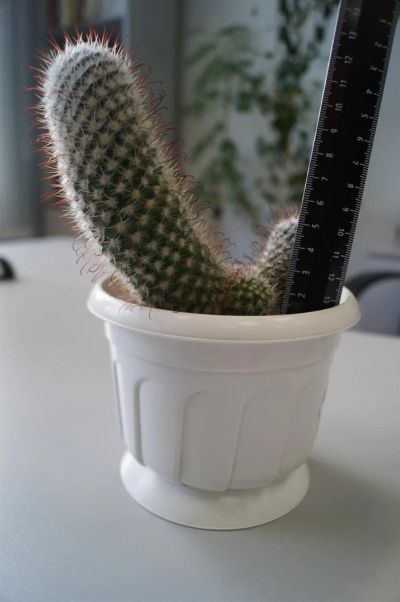Лот: 3113774. Фото: 1. Кактусы - Коллекция - Mammillaria... Горшечные растения и комнатные цветы
