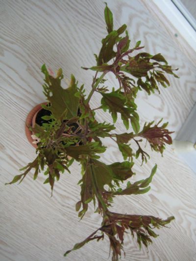 Лот: 9592214. Фото: 1. Колеус Under The Sea Lsngustino. Горшечные растения и комнатные цветы