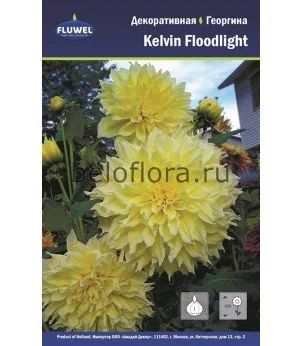 Лот: 15774310. Фото: 1. Георгина Kelvin Floodlight, корень. Садовые цветы