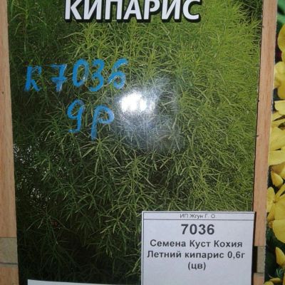 Лот: 9118486. Фото: 1. Семена / цветы / Куст Кохия... Садовые цветы