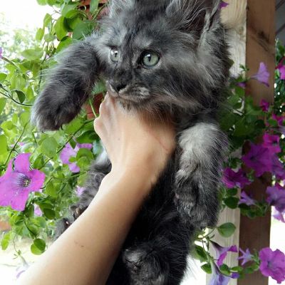 Лот: 10130054. Фото: 1. Мальчик Мейн-кун мрамор от Чемпионов. Кошки, котята