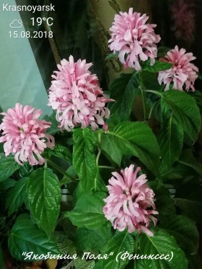 Лот: 14675304. Фото: 1. Якобиния Поля - розовая отрежу... Грунты, удобрения