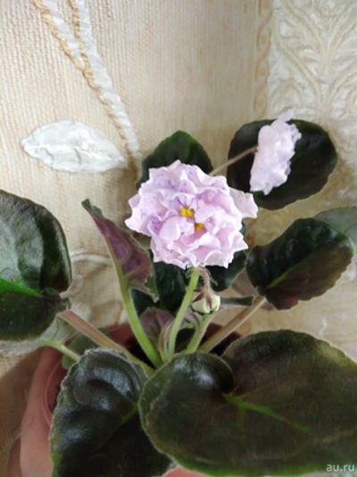 Лот: 17859291. Фото: 1. Фиалка Морская Принцесса. Горшечные растения и комнатные цветы