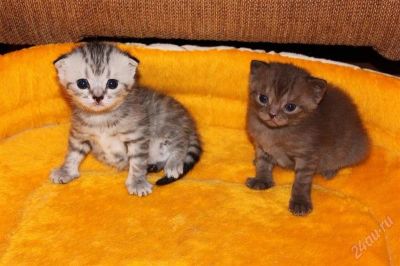 Лот: 1582228. Фото: 1. Продам Шотландских котят. Кошки, котята