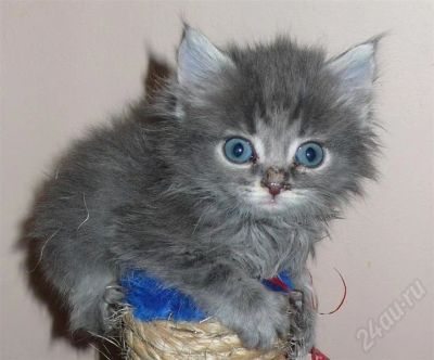 Лот: 670884. Фото: 1. котенок мальчик. Остальные животные