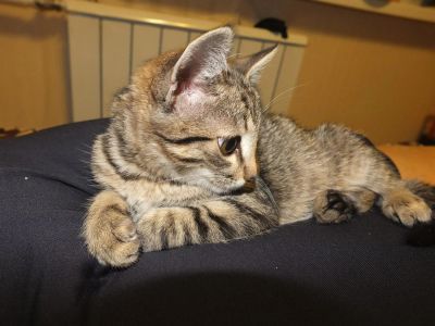 Лот: 8485800. Фото: 1. Кот Матроскин. Кошки, котята