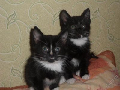 Лот: 1560257. Фото: 1. Очаровательные котики, заботливым... Кошки, котята