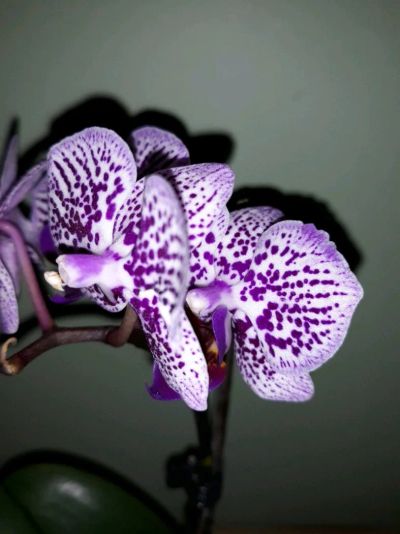Лот: 12261833. Фото: 1. Орхидея фаленопсис мини. Горшечные растения и комнатные цветы