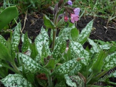 Лот: 1072918. Фото: 1. Медуница сахарная, тенелюбивый... Другое (семена, рассада, садовые растения)