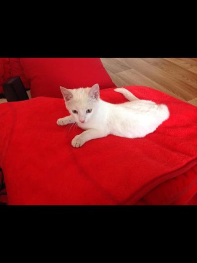 Лот: 4327377. Фото: 1. Котенок белый. Кошки, котята