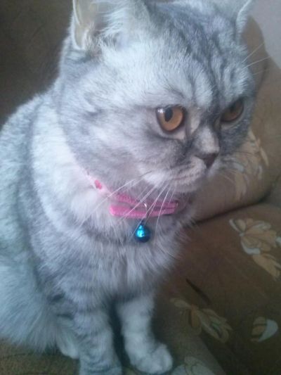 Лот: 6603696. Фото: 1. Шотландка. Кошки, котята