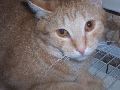 Лот: 764933. Фото: 1. Фруктовый кот. Остальные животные