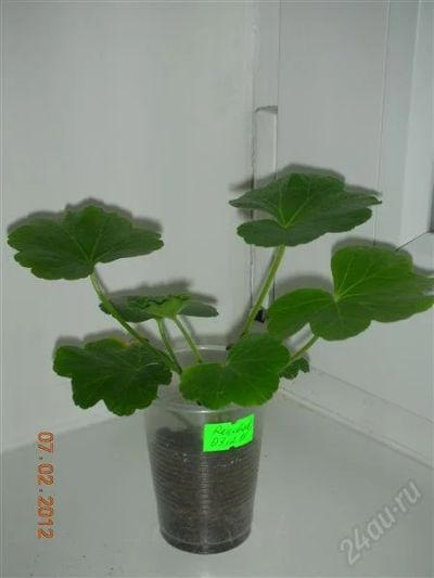 Лот: 1542063. Фото: 1. Пеларгония Rosebud*. Горшечные растения и комнатные цветы