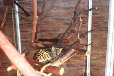 Лот: 2532213. Фото: 1. Азиатские леопардовые котята(АЛК... Кошки, котята