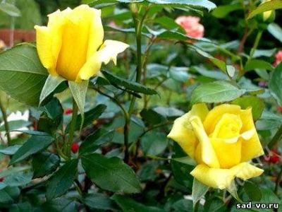 Лот: 2676548. Фото: 1. Роза чайно-гибридная Sunsilk Голладия... Другое (семена, рассада, садовые растения)